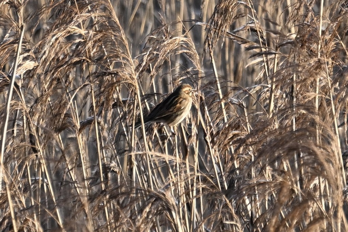 Reed Bunting - ML647887802