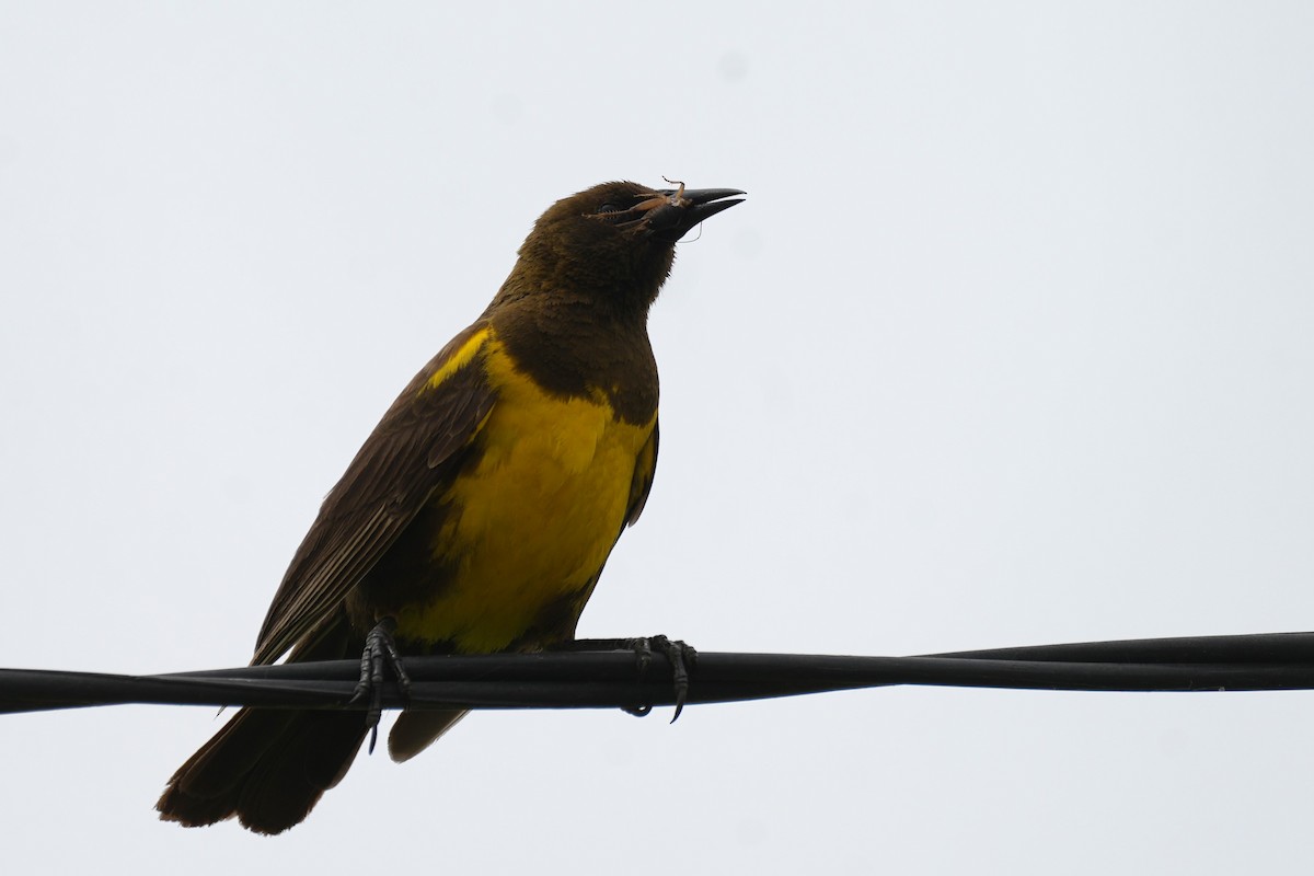 Brown-and-yellow Marshbird - ML647887804
