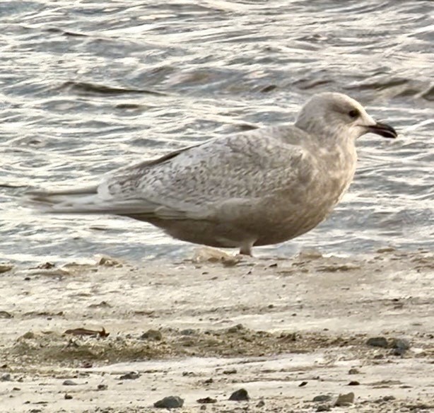 Мартин гренландський - ML647887809