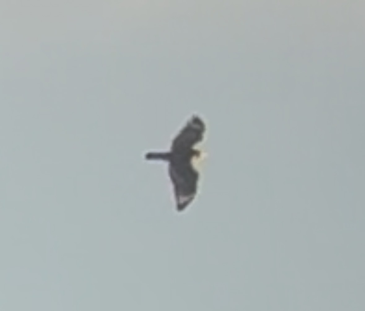 Red-shouldered Hawk - ML647887817