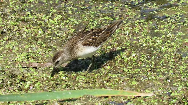 Least Sandpiper - ML647887818