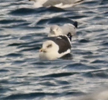 小黑背鷗 - ML647887824