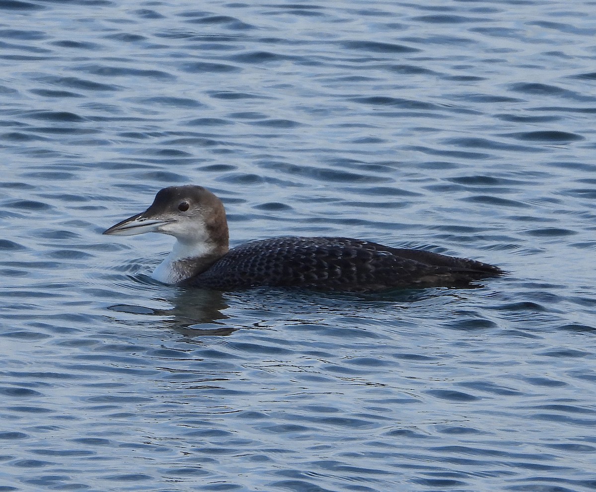 potáplice lední - ML647887841