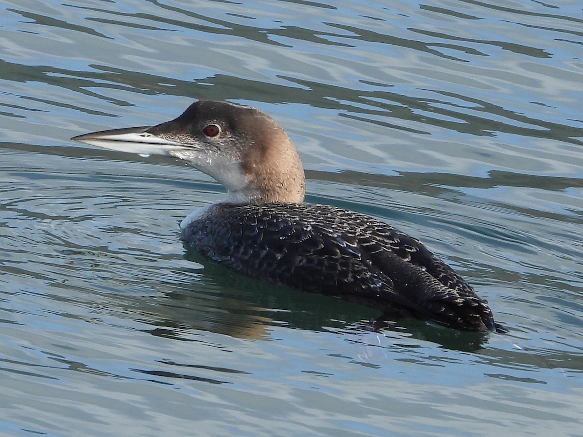 potáplice lední - ML647887846