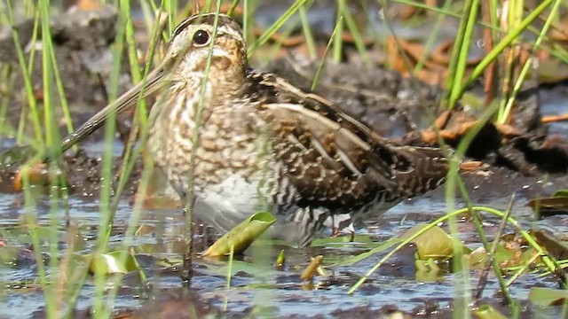 Wilson's Snipe - ML647887883