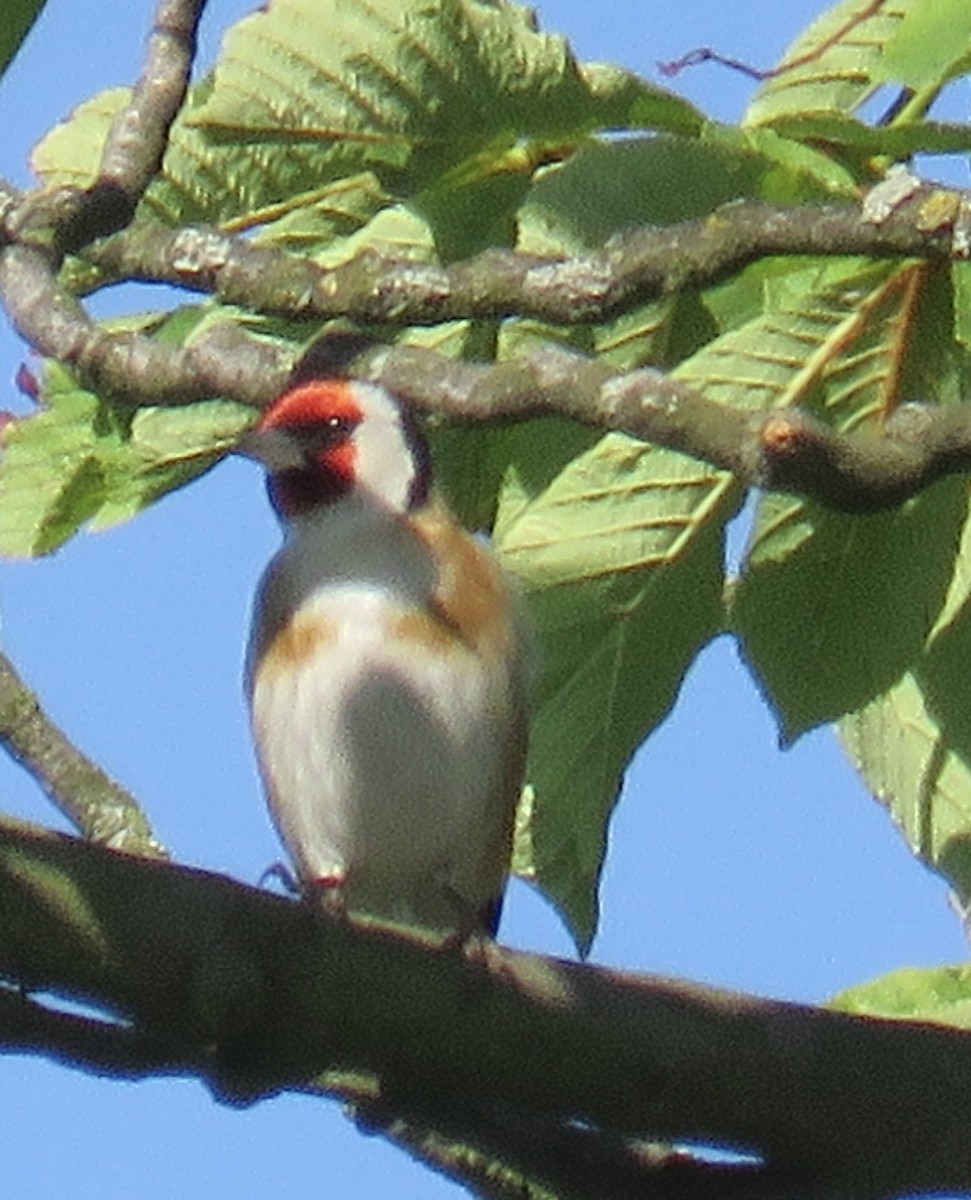 חוחית - ML647887887