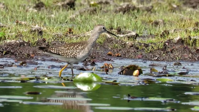 小黃腳鷸 - ML647887897