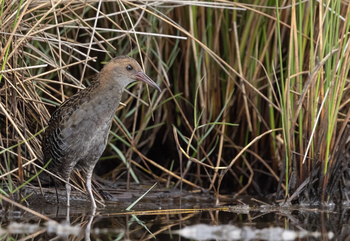 eBird Checklist - 31 Dec 2025 - Lake Innes Nature Reserve - 45 species