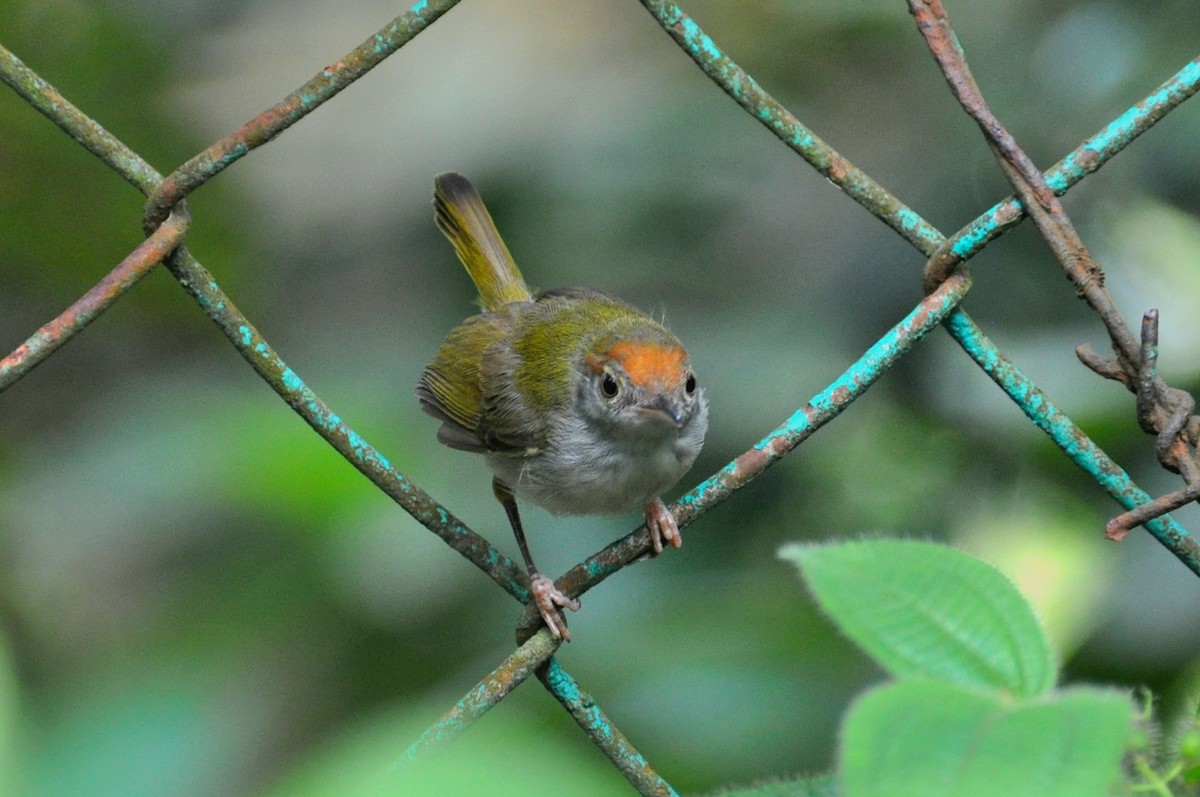 Common Tailorbird - ML647888015
