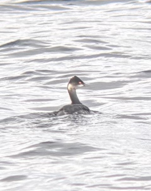 potápka černokrká - ML647888060