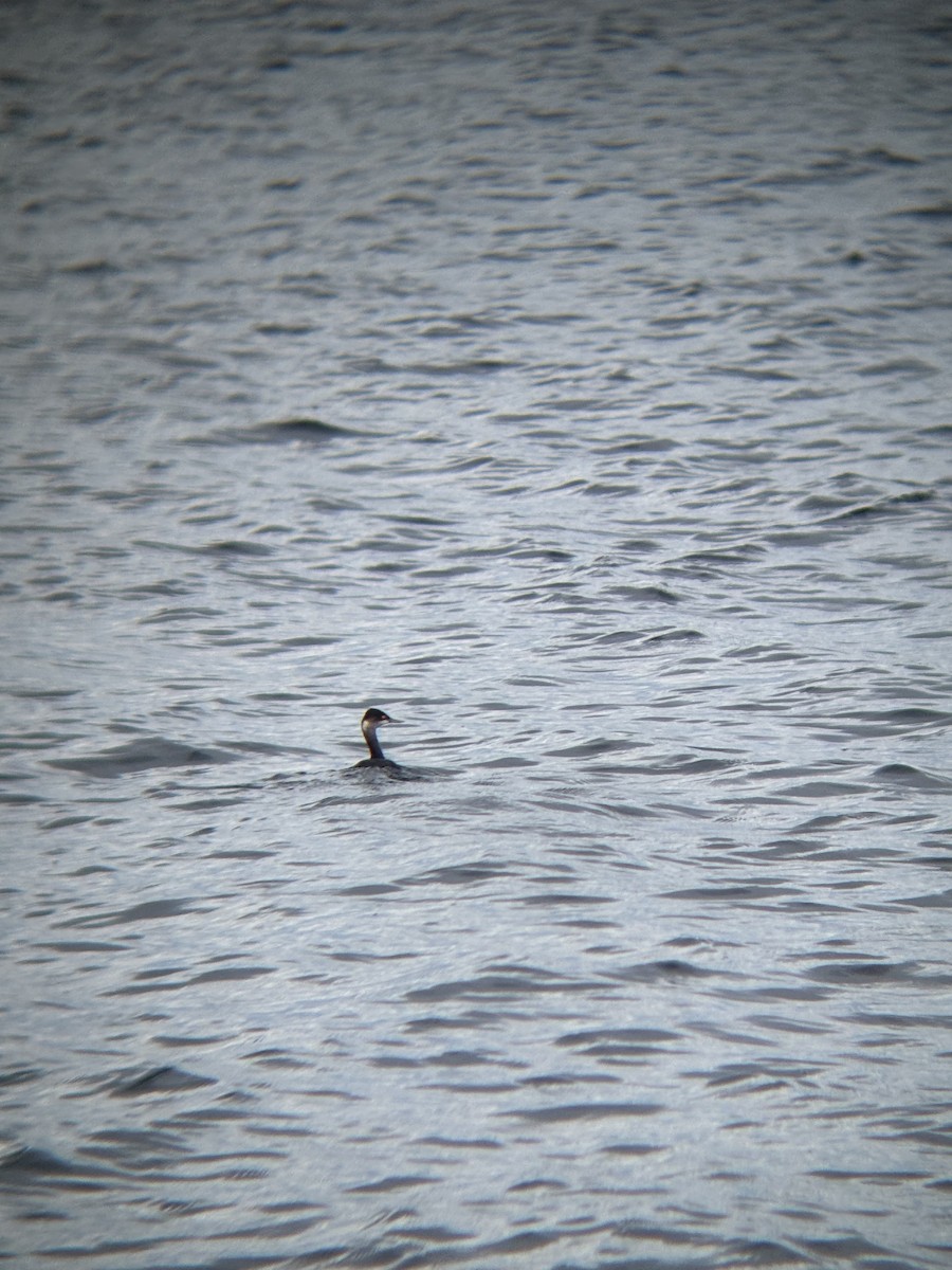 potápka černokrká - ML647888061