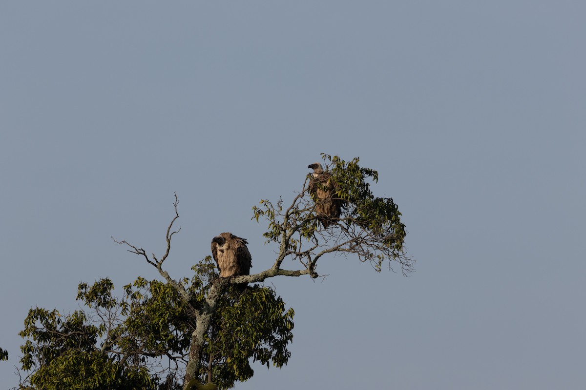 White-backed Vulture - ML647888119