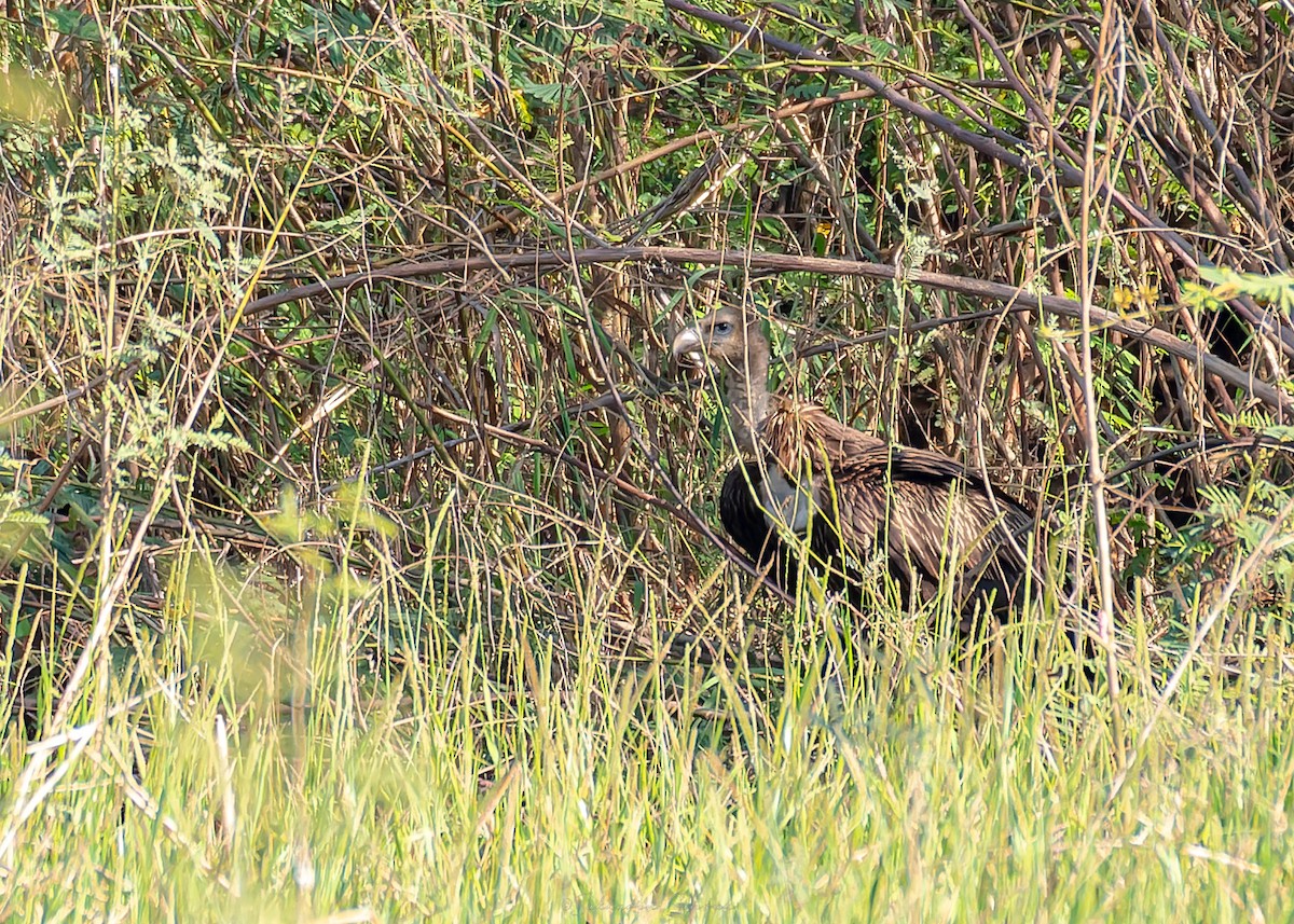 נשר הימלאיה - ML647888121
