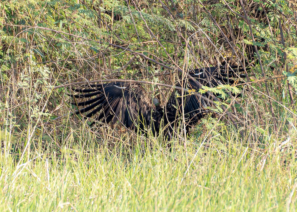 נשר הימלאיה - ML647888122