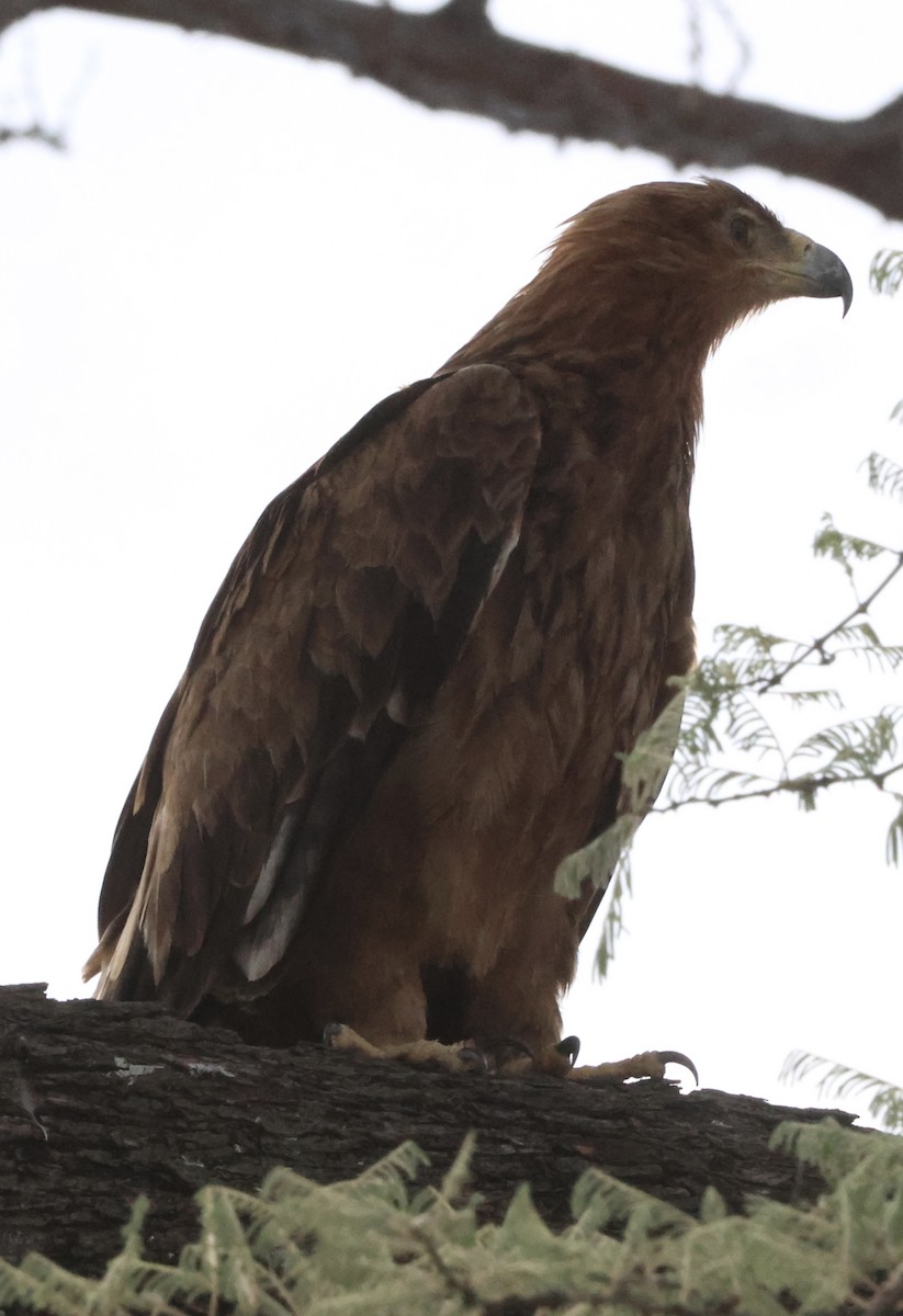 Tawny Eagle - ML647888207
