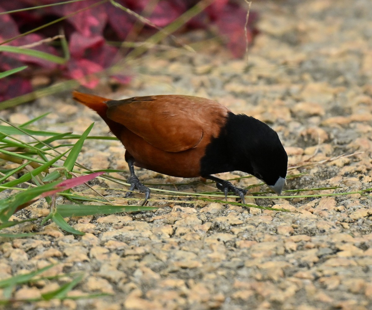 Chestnut Munia - ML647888237