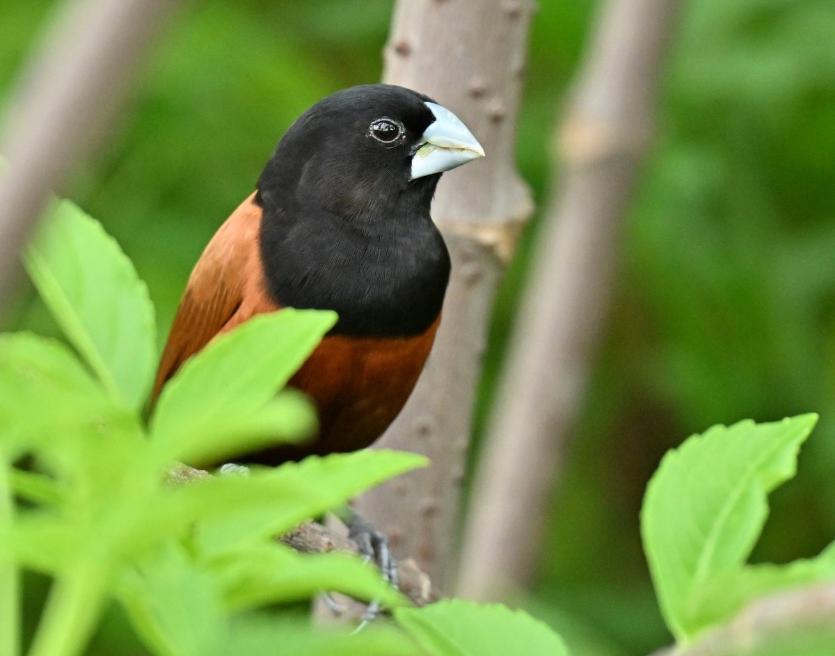Chestnut Munia - ML647888238