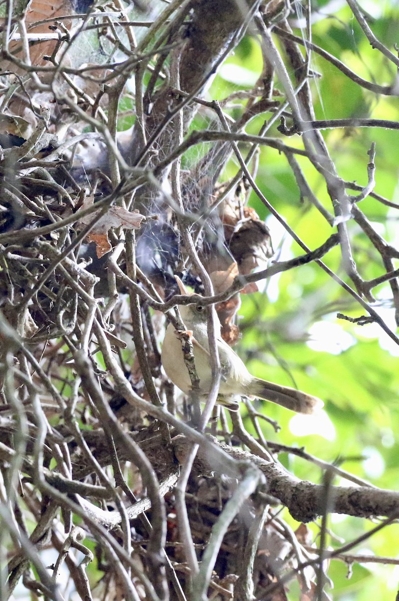Common Tailorbird - ML647888243