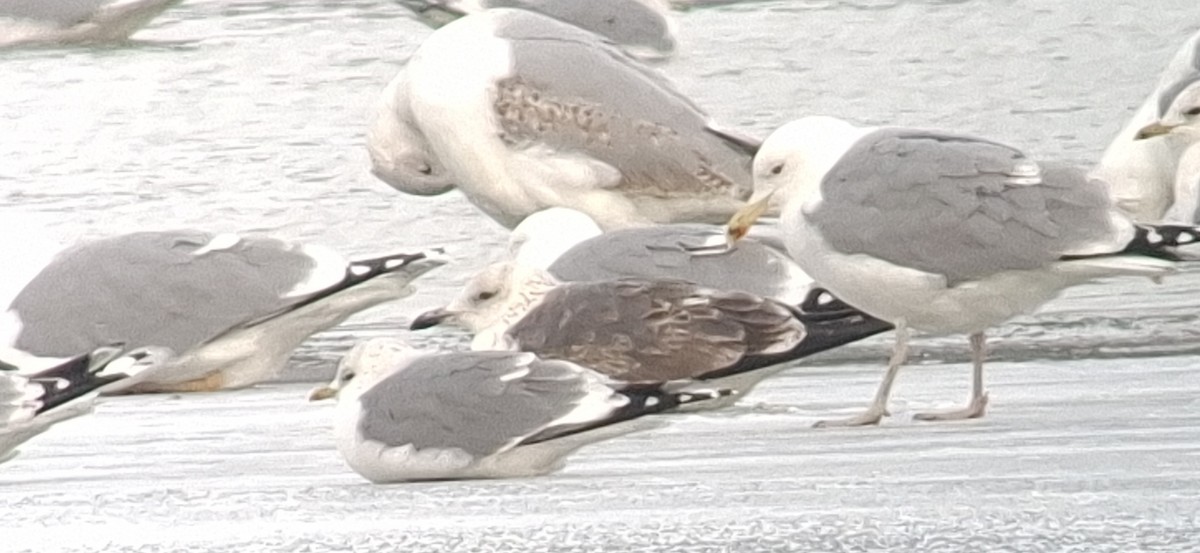 ニシセグロカモメ - ML647888261