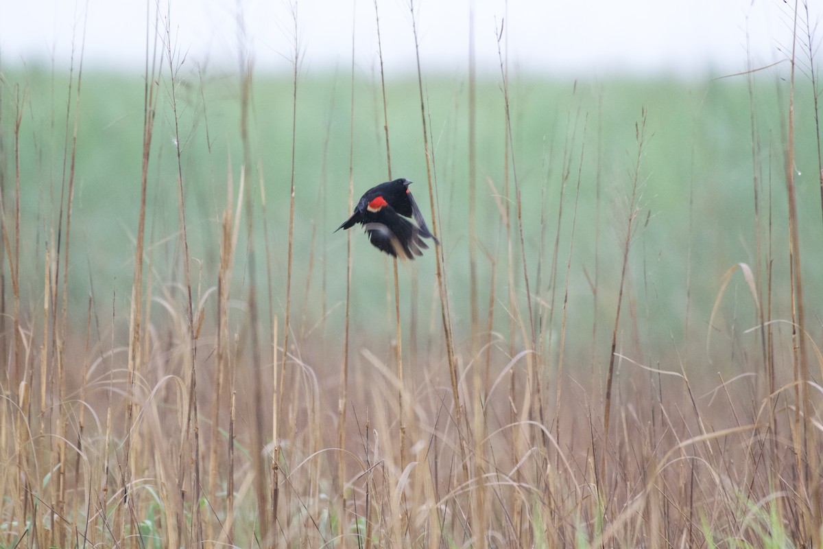 Red-winged Blackbird - ML647888296