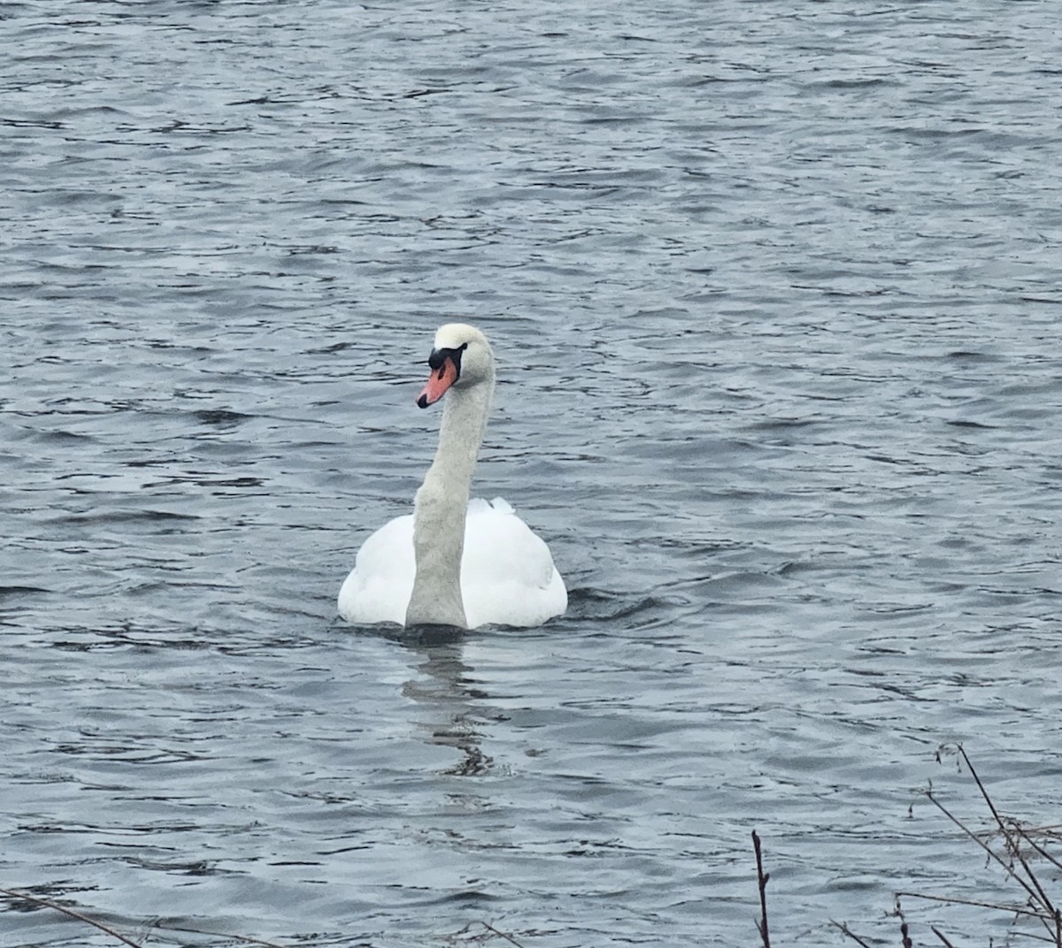 疣鼻天鵝 - ML647888327