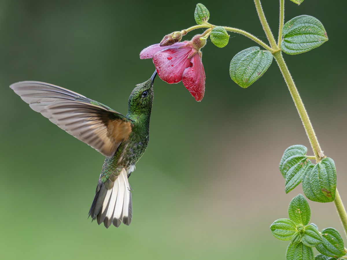 Buff-tailed Coronet - ML647888341