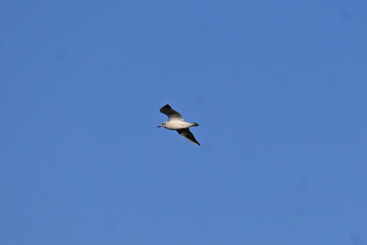 שחף אגמים - ML647888344