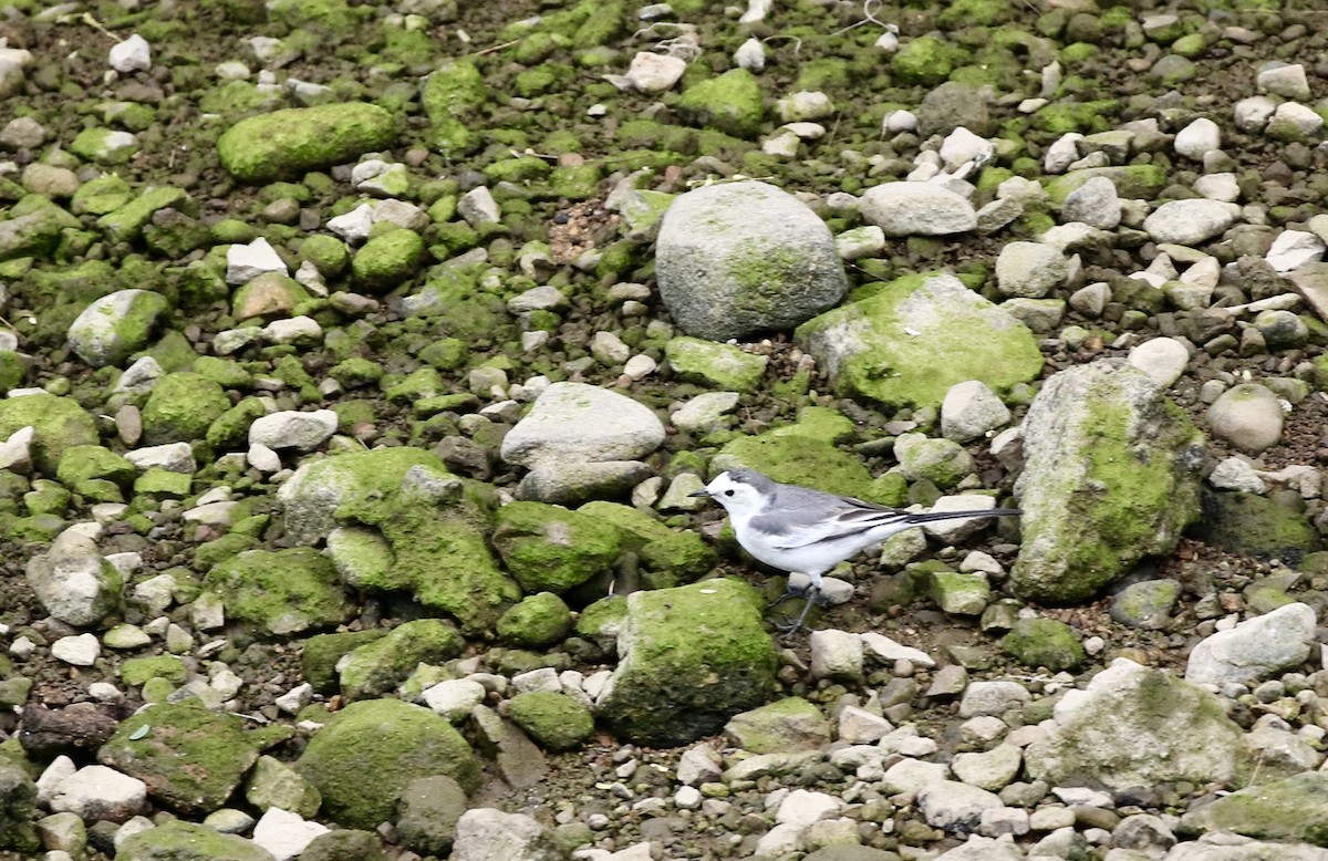 נחליאלי לבן (סיני) - ML647888349
