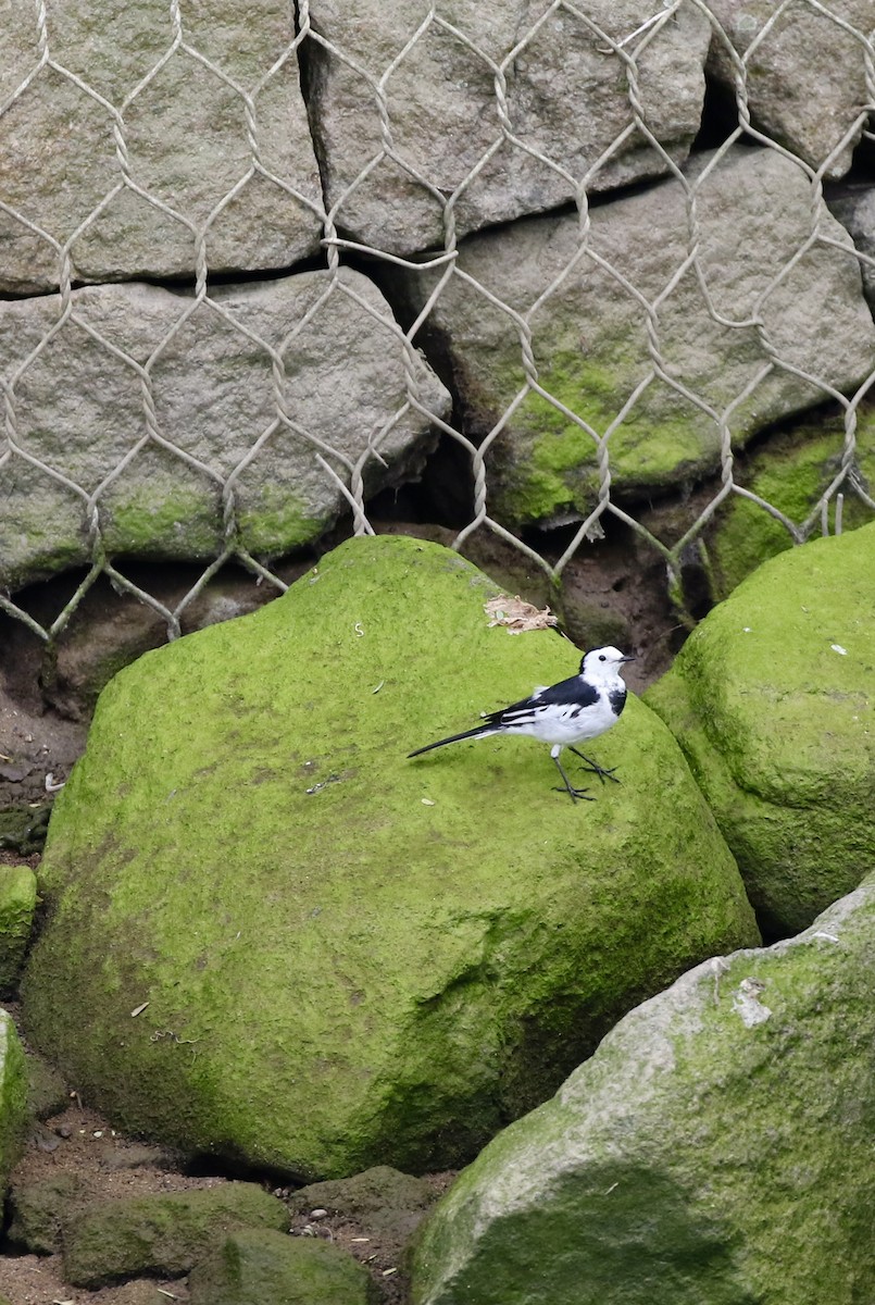 נחליאלי לבן (סיני) - ML647888350