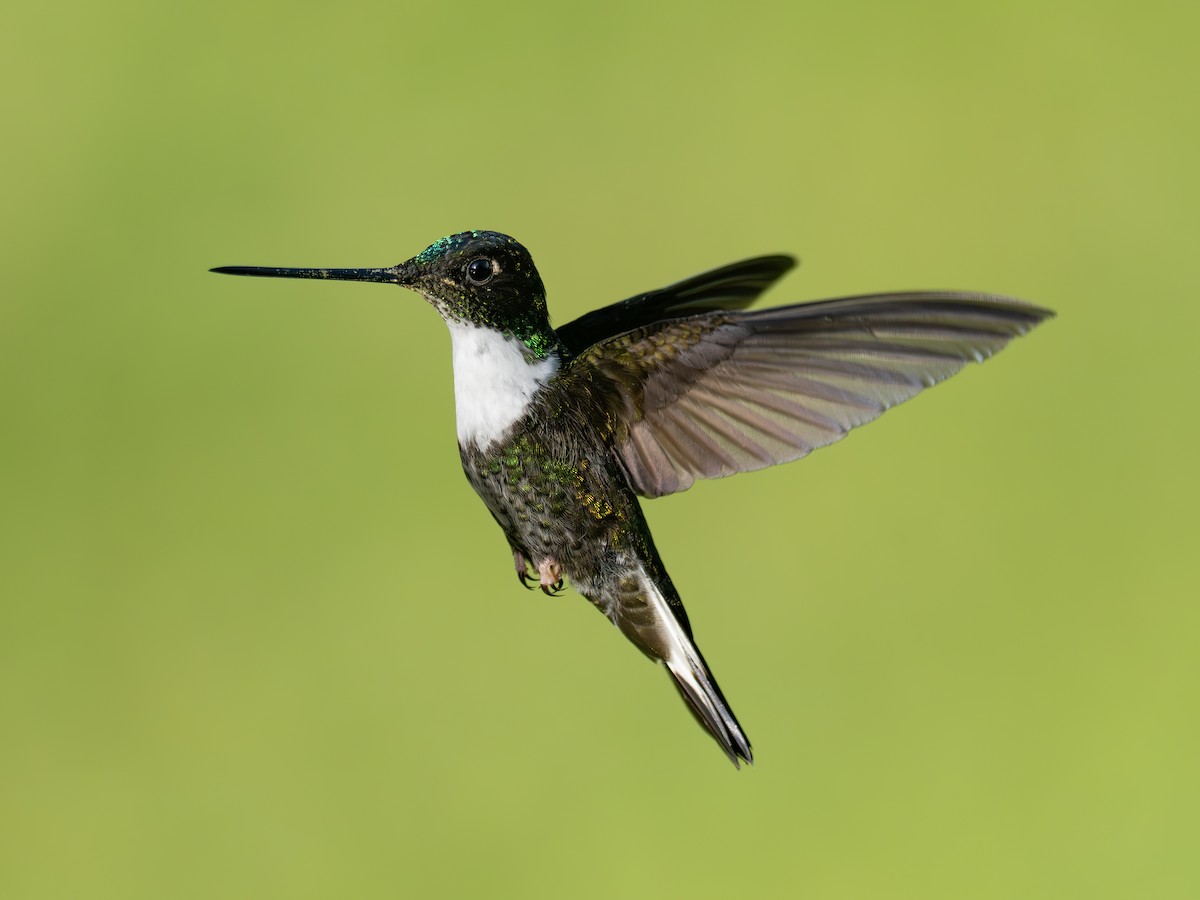 Collared Inca - ML647888351