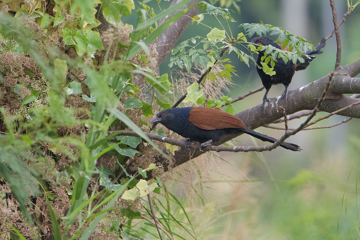 Greater Coucal - ML647888352