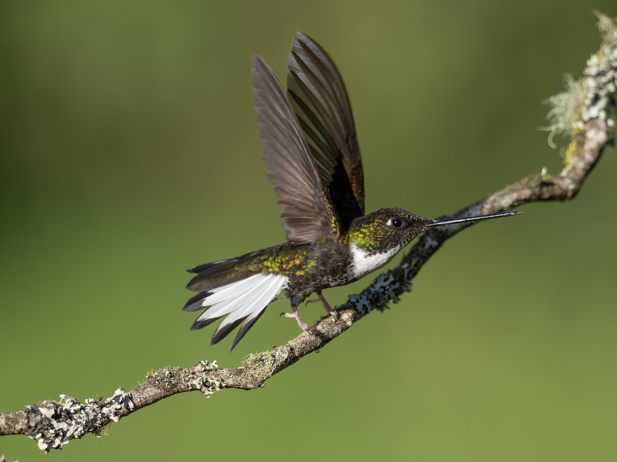 Collared Inca - ML647888353