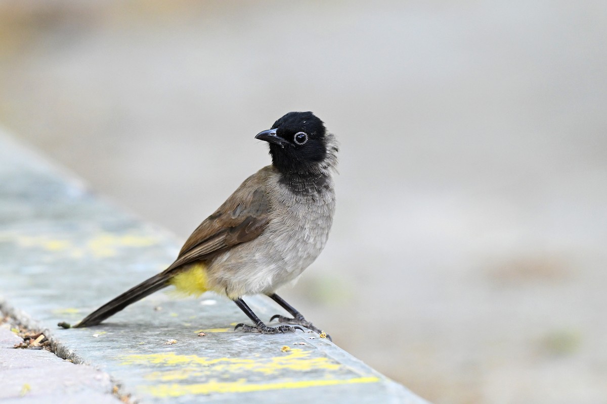 בולבול ממושקף - ML647888354