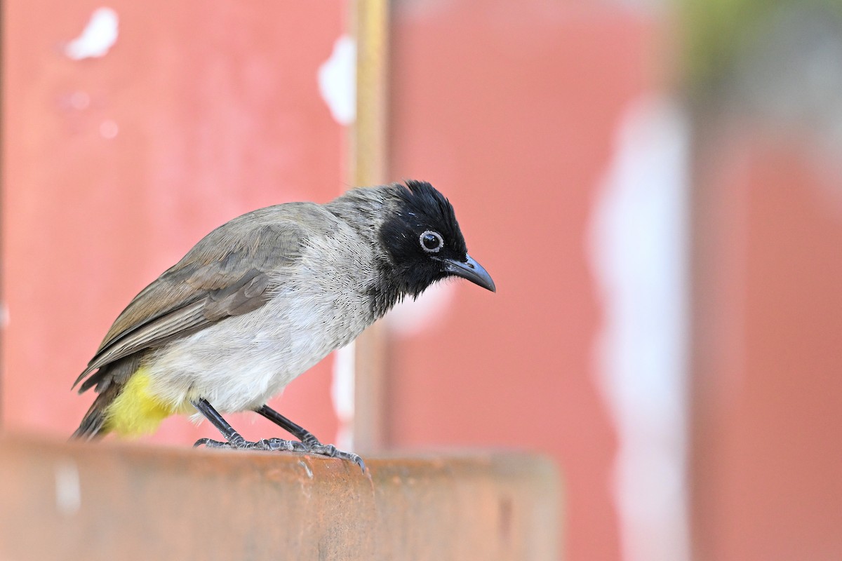 בולבול ממושקף - ML647888355