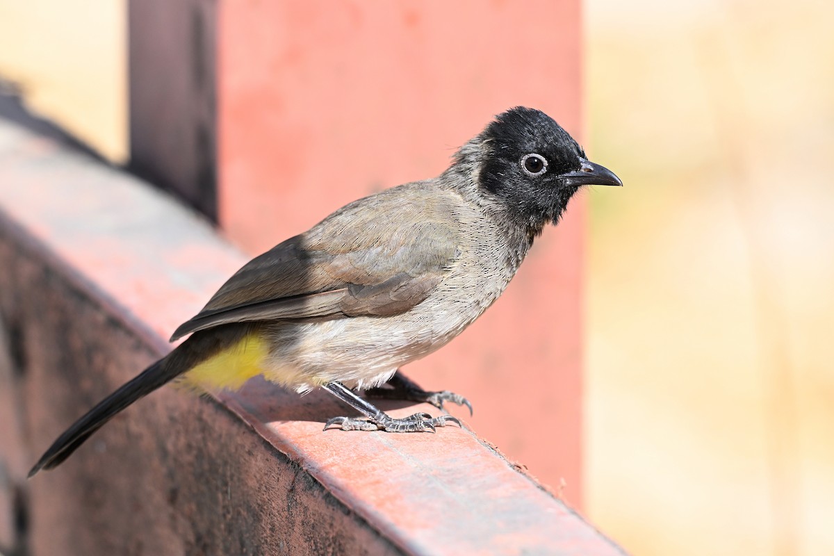 בולבול ממושקף - ML647888356