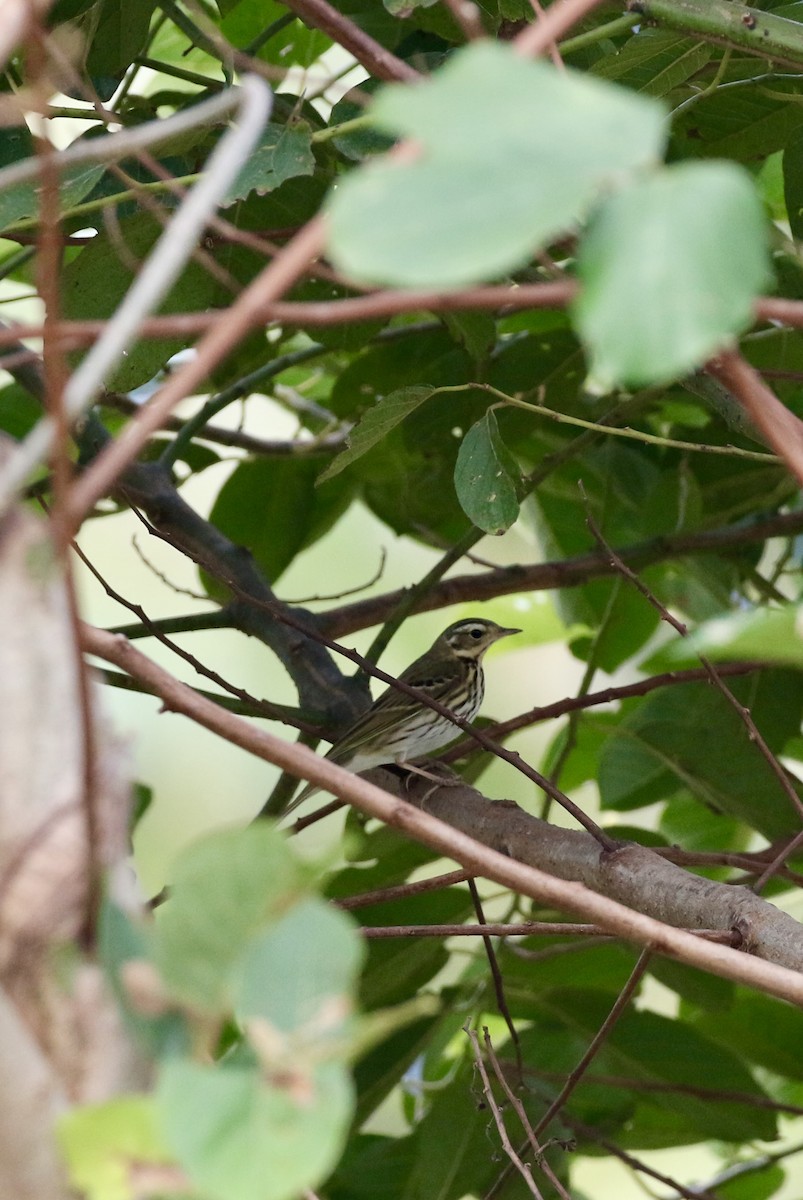 פפיון זיתי - ML647888358