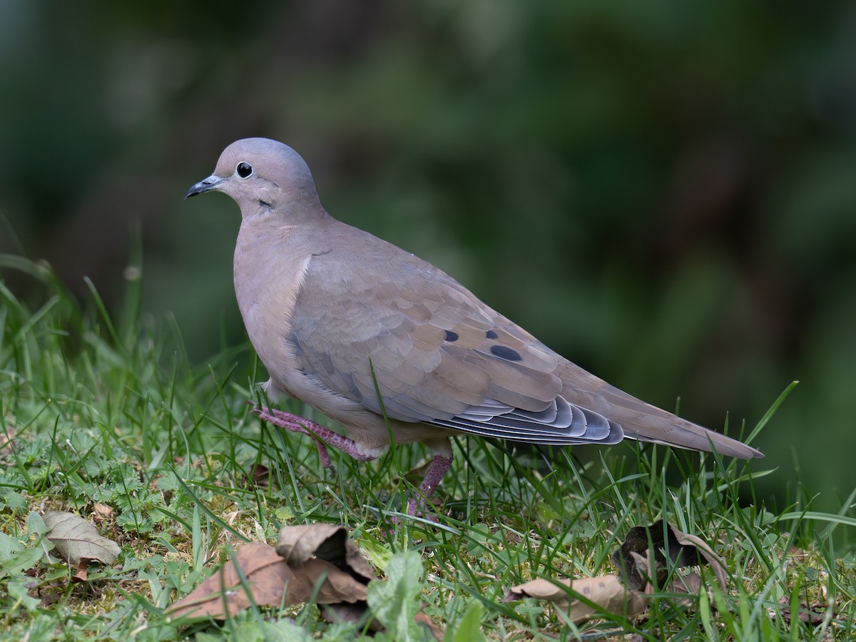 Eared Dove - ML647888361