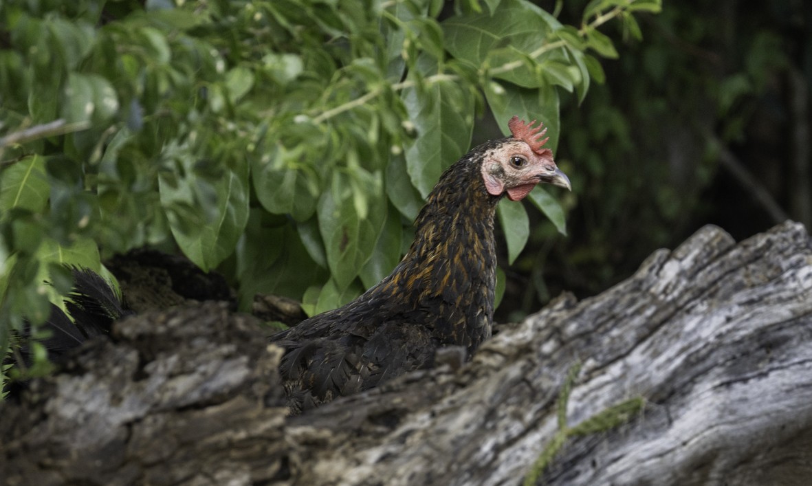 תרנגול בר (מבוית) - ML647888362