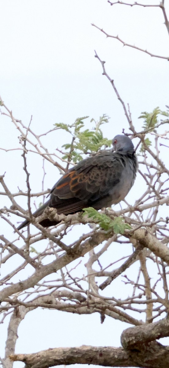 תור כהה - ML647888363