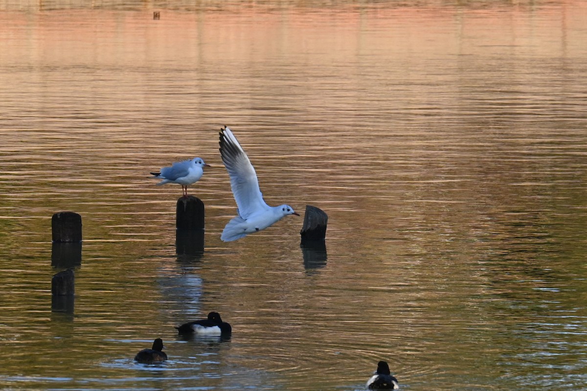 שחף אגמים - ML647888365