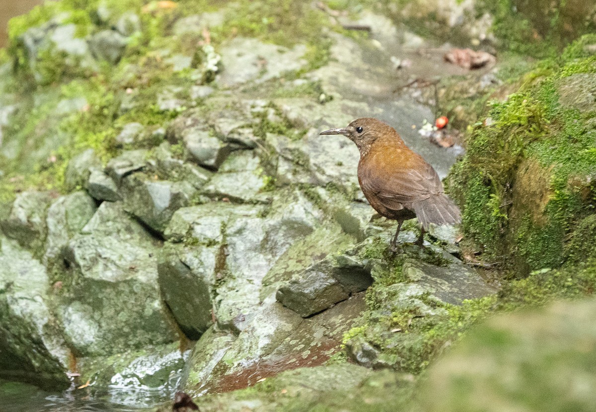 Sharp-tailed Streamcreeper - ML647888366