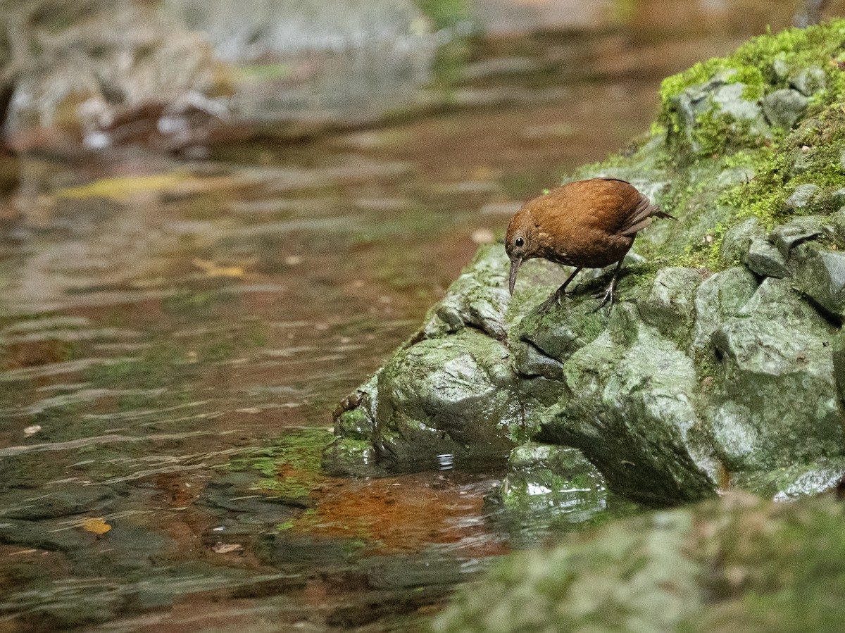 Sharp-tailed Streamcreeper - ML647888367