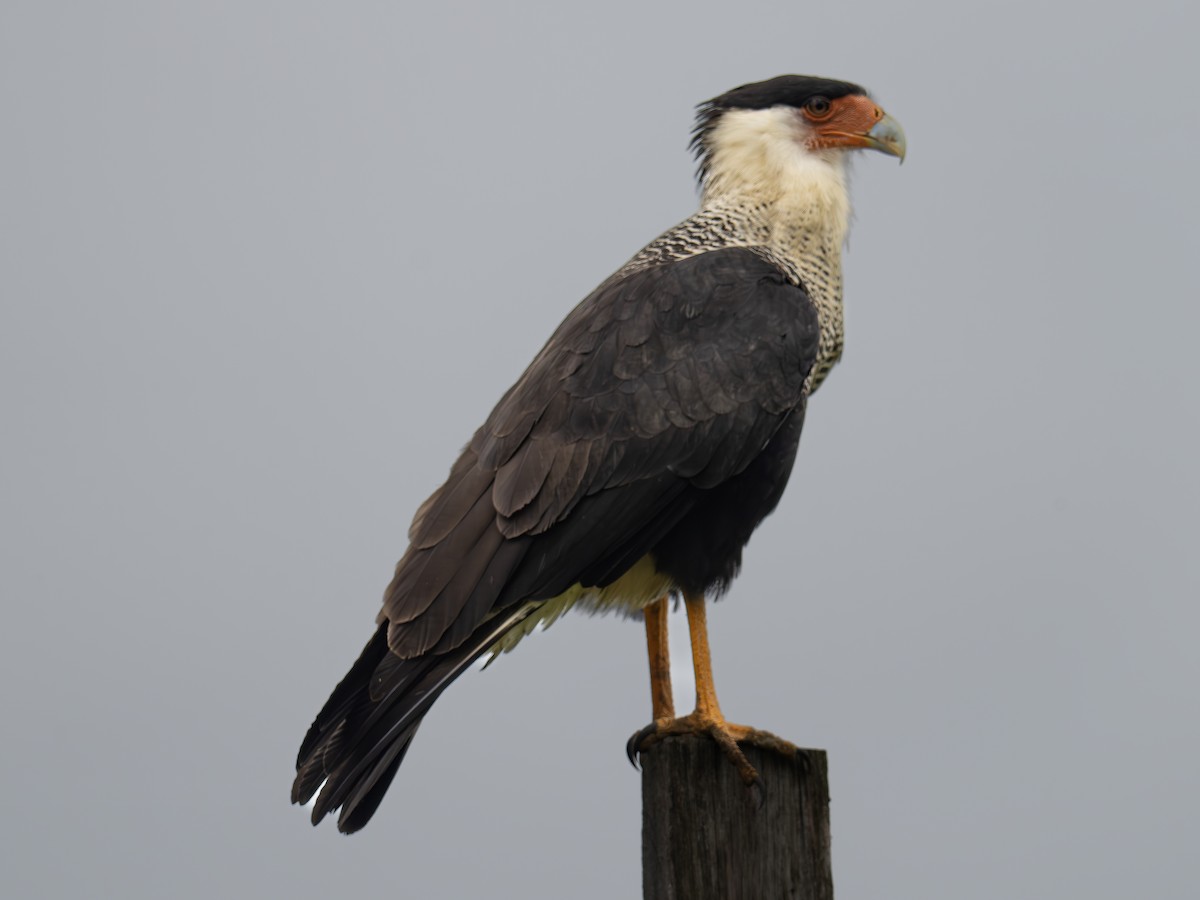 Crested Caracara - ML647888368