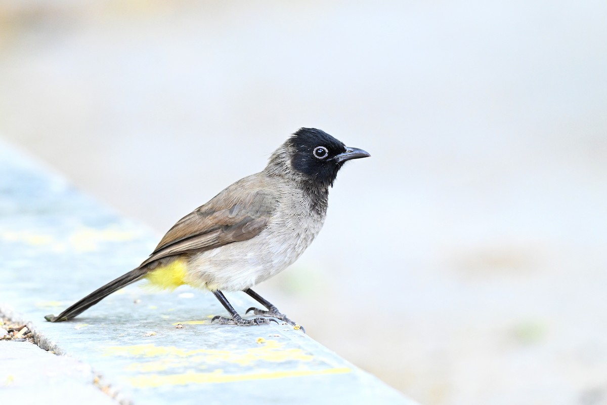 בולבול ממושקף - ML647888369