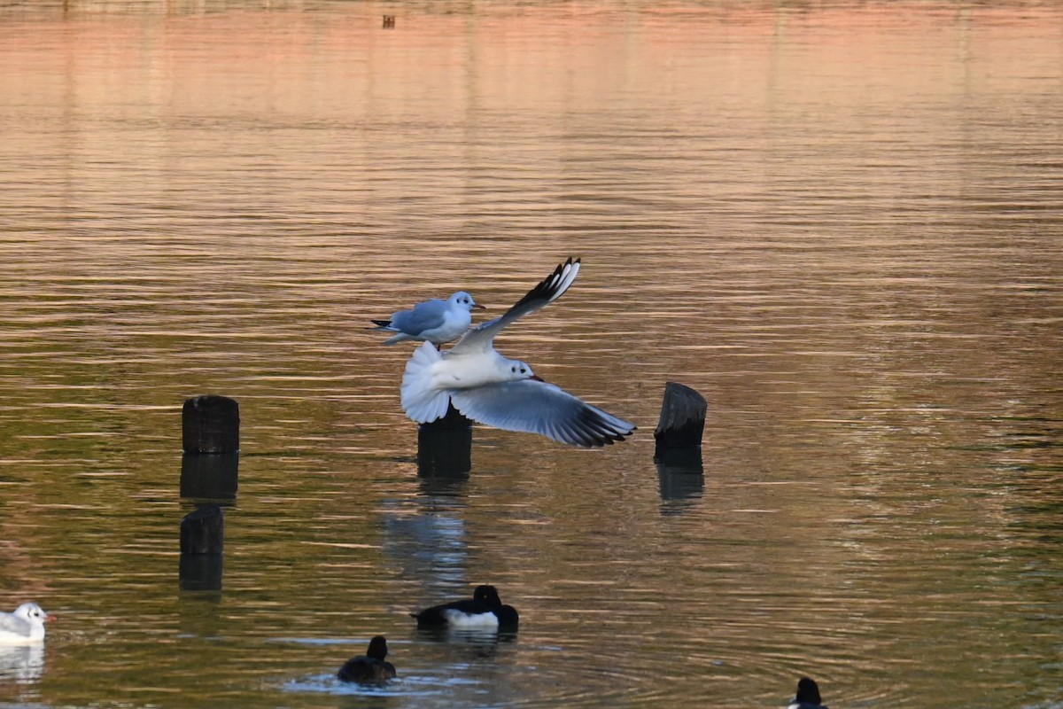 שחף אגמים - ML647888371
