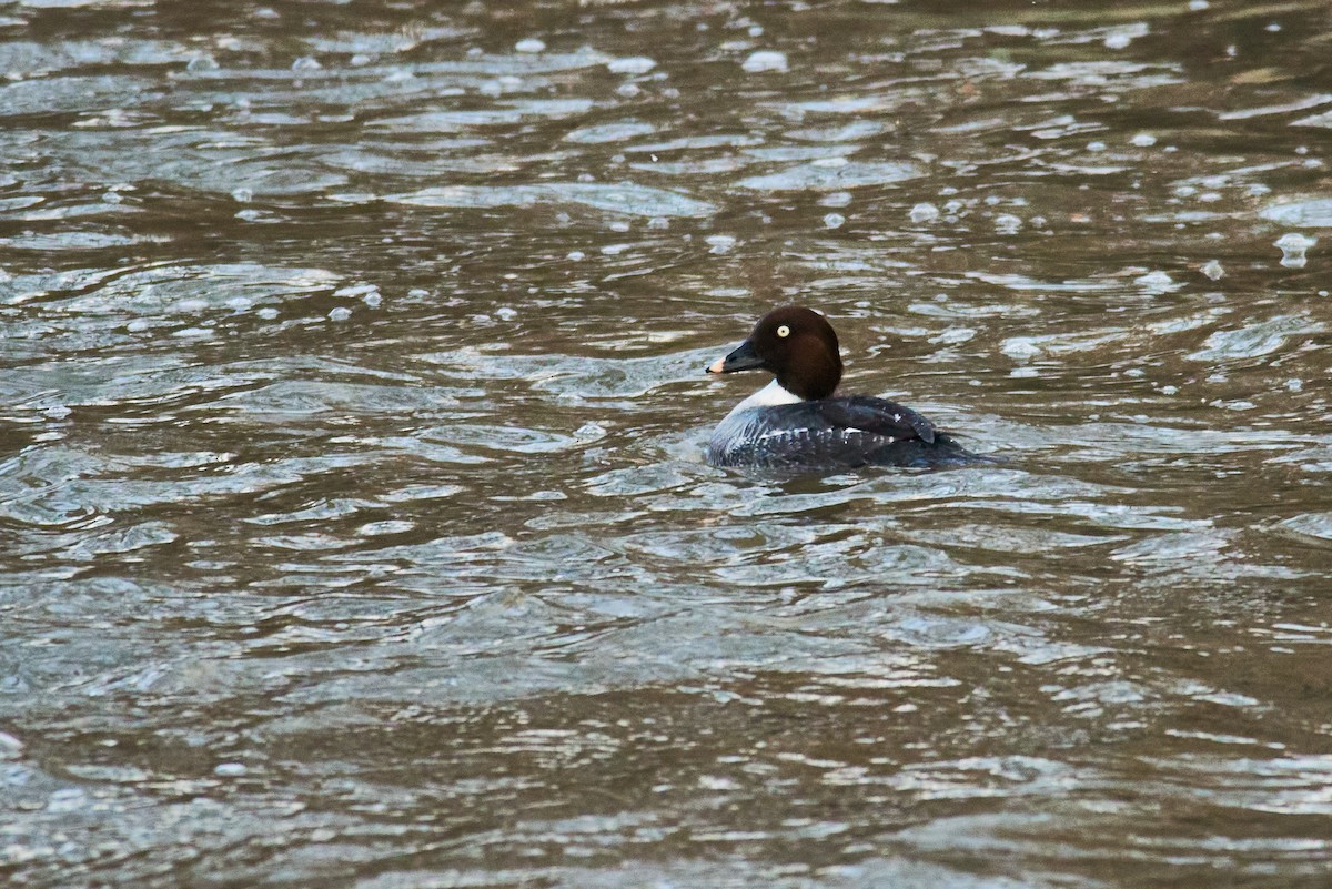 עבראש ירוק - ML647888373