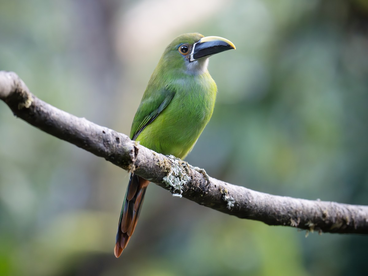 Southern Emerald-Toucanet - ML647888374