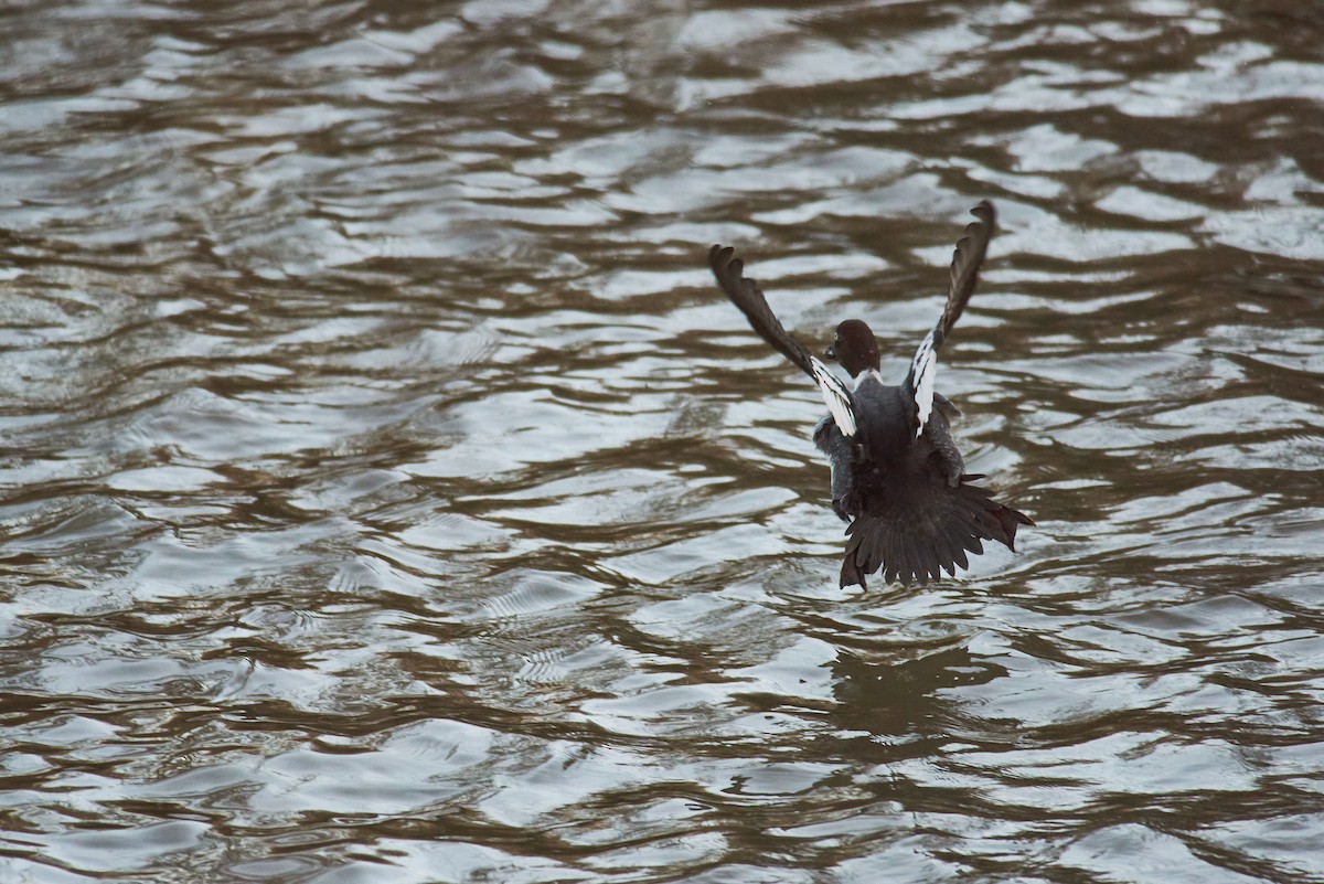 עבראש ירוק - ML647888375