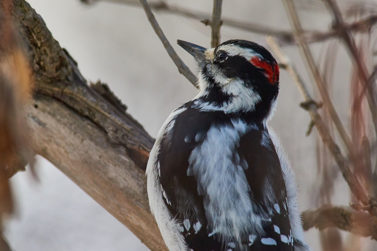 Hairy Woodpecker - ML647888376
