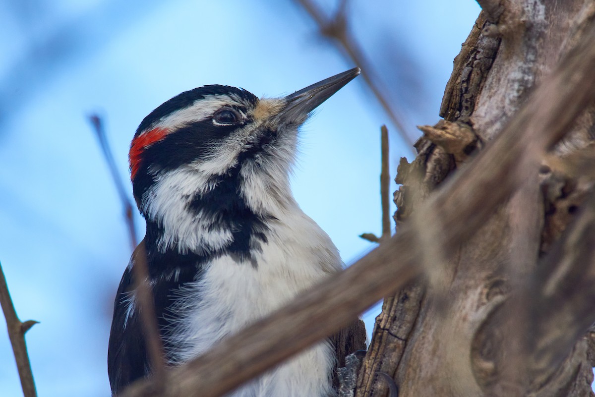 Hairy Woodpecker - ML647888377